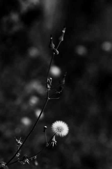 Flower Nature Wild
