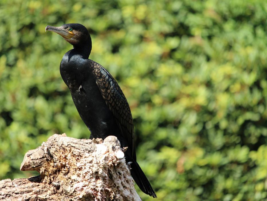 Cormorant, large black Bird perched wood