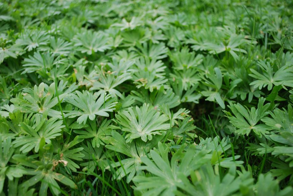 Plant Leaf Herb