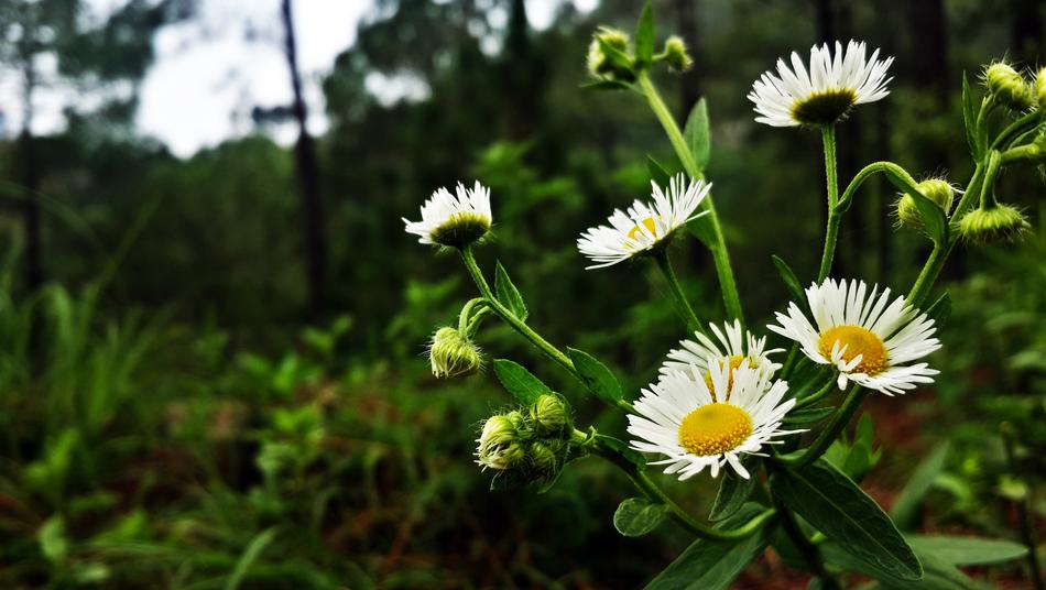 white daisies in a green forest