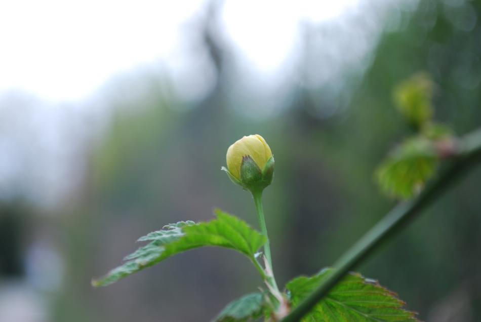 Leaf Nature Plant
