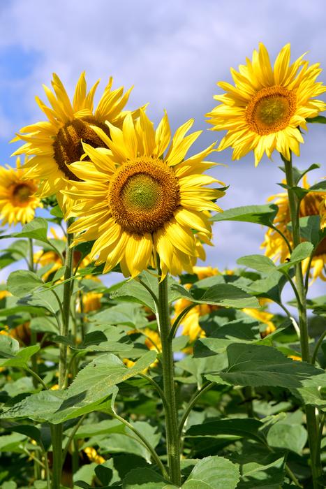 sunflowers are green beautifully