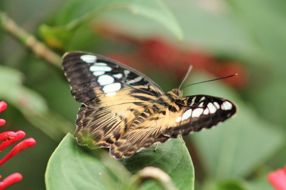 Butterfly Flower Animal