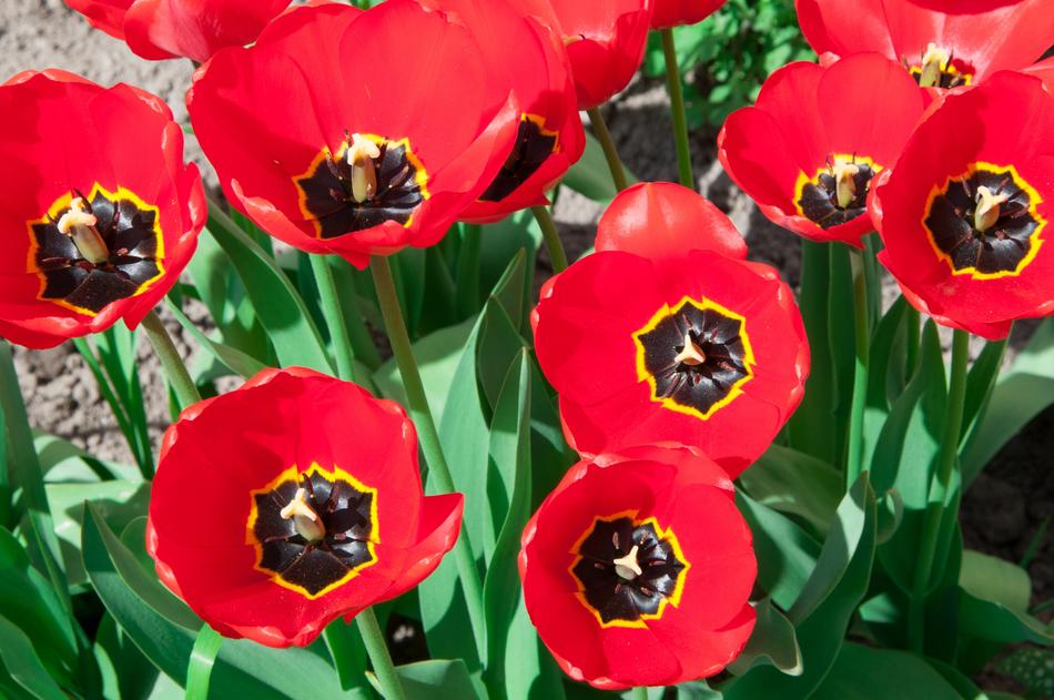 Tulips Tulip Flowers