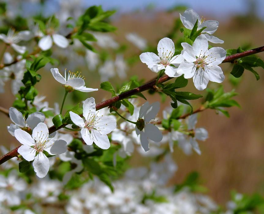Flower Nature Plant