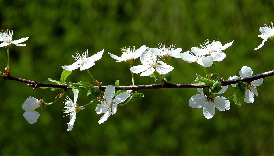 Flower Nature Plant