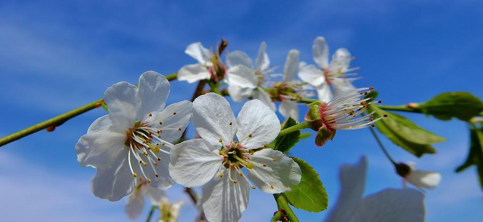 apples flowers white beautiful