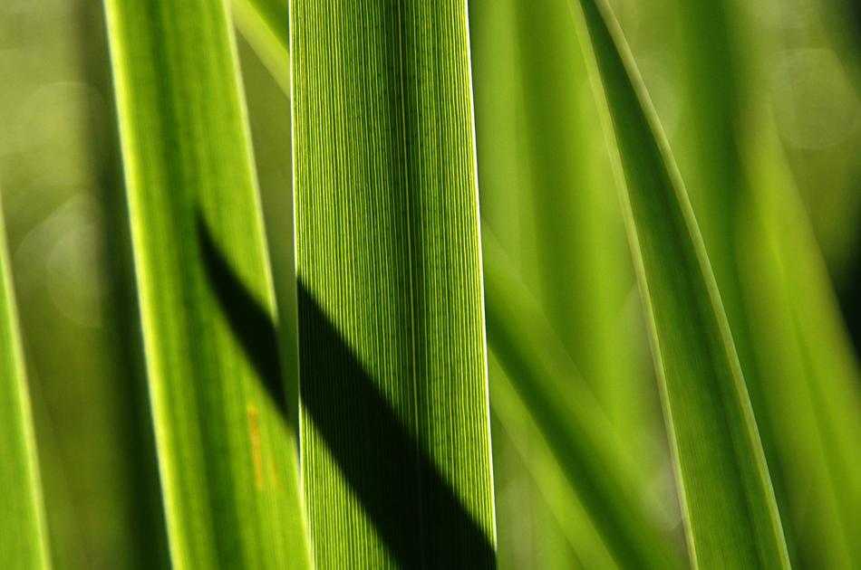 Grass Reed Shadow