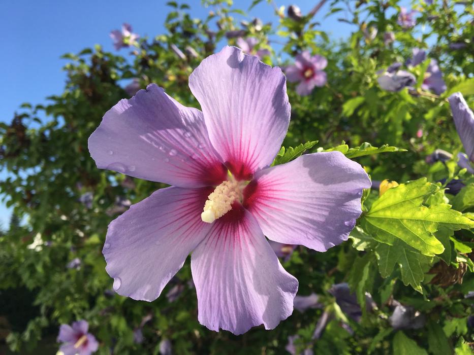 Flower Hibiscus Garden