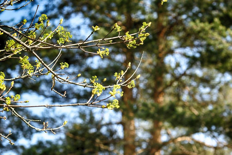 Tree Nature Leaf