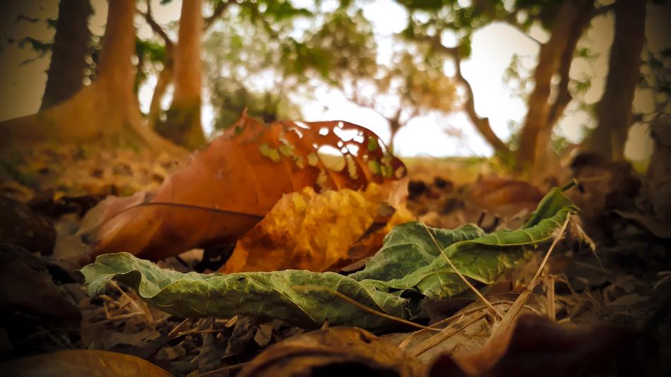 Dry Leaf Green Close Up