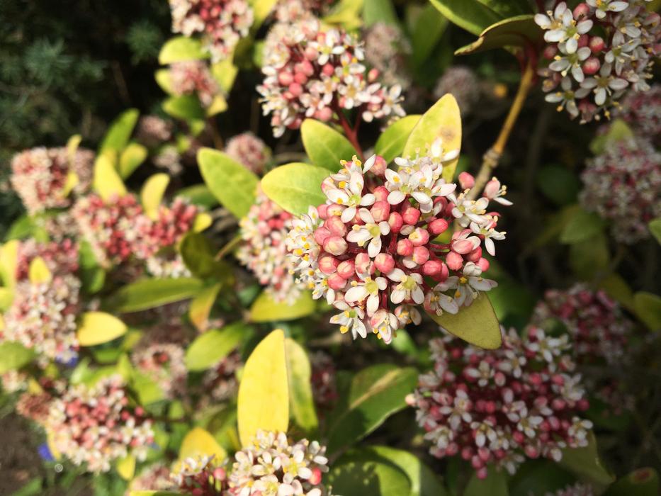Flower Garden
