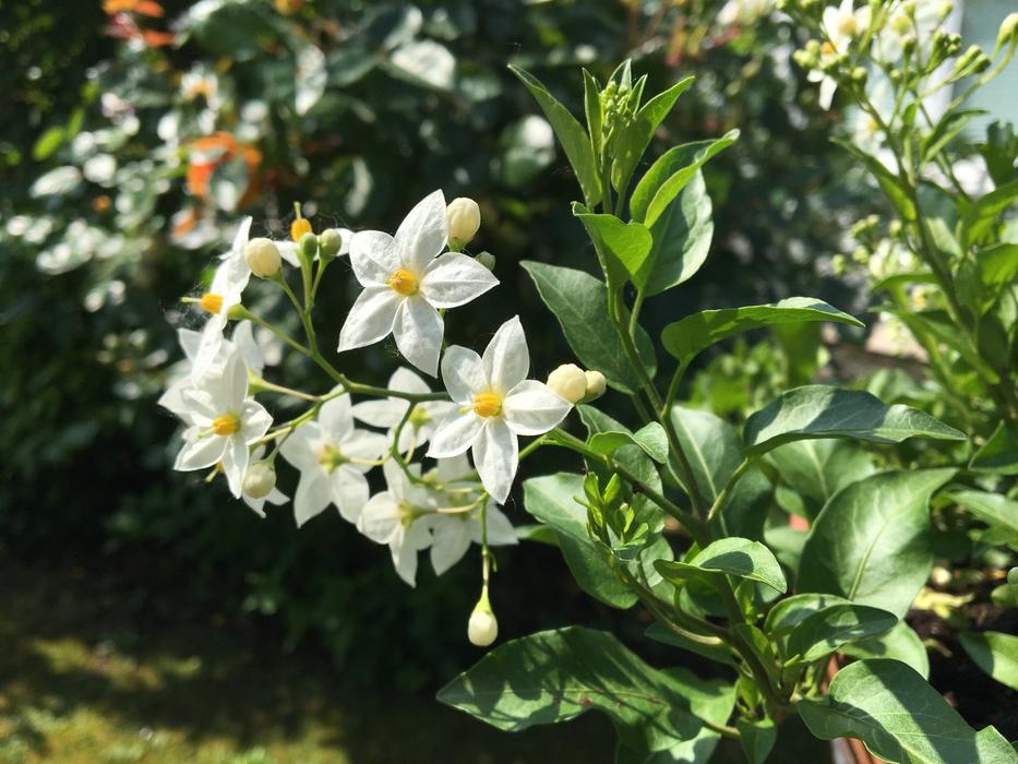 Flower Jasmin Garden