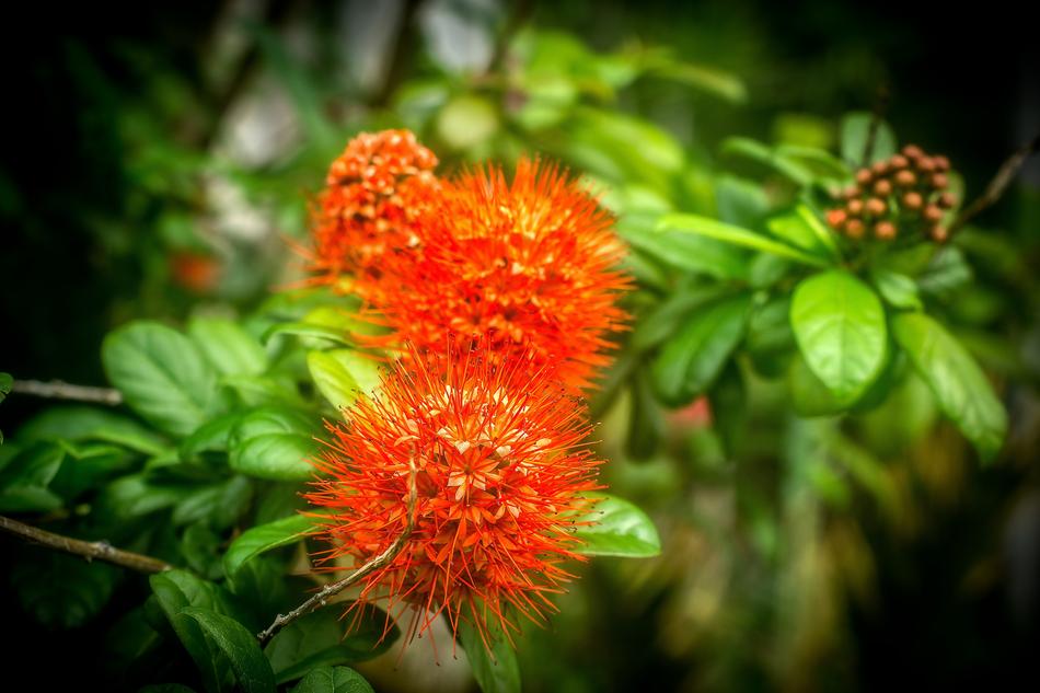 Flower Christmas Bush Nature