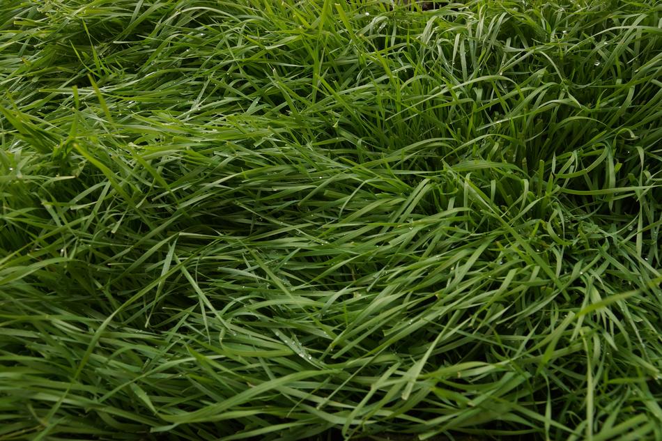 Grass Field Green