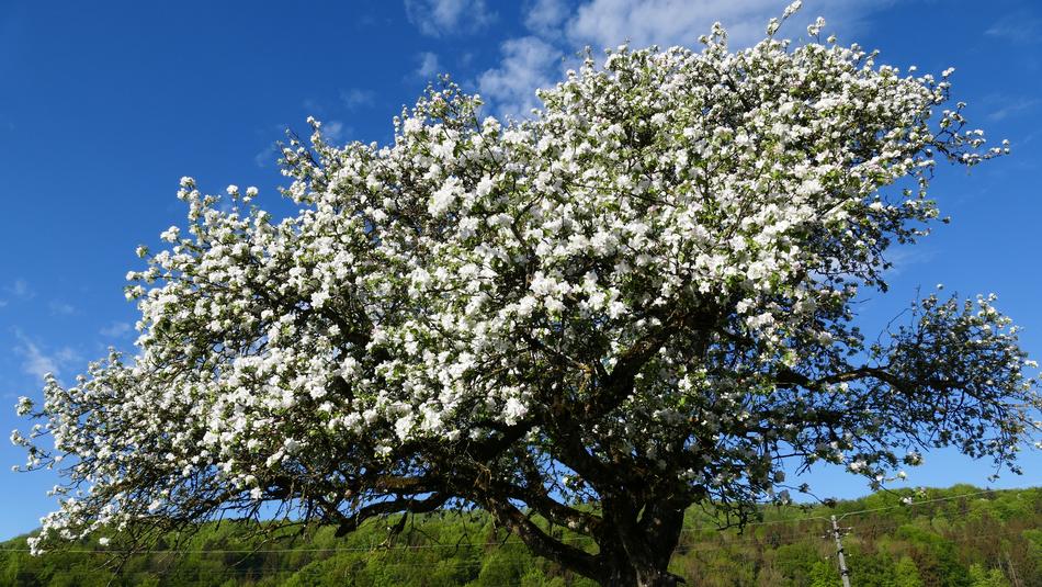 Landscape Nature Blossom