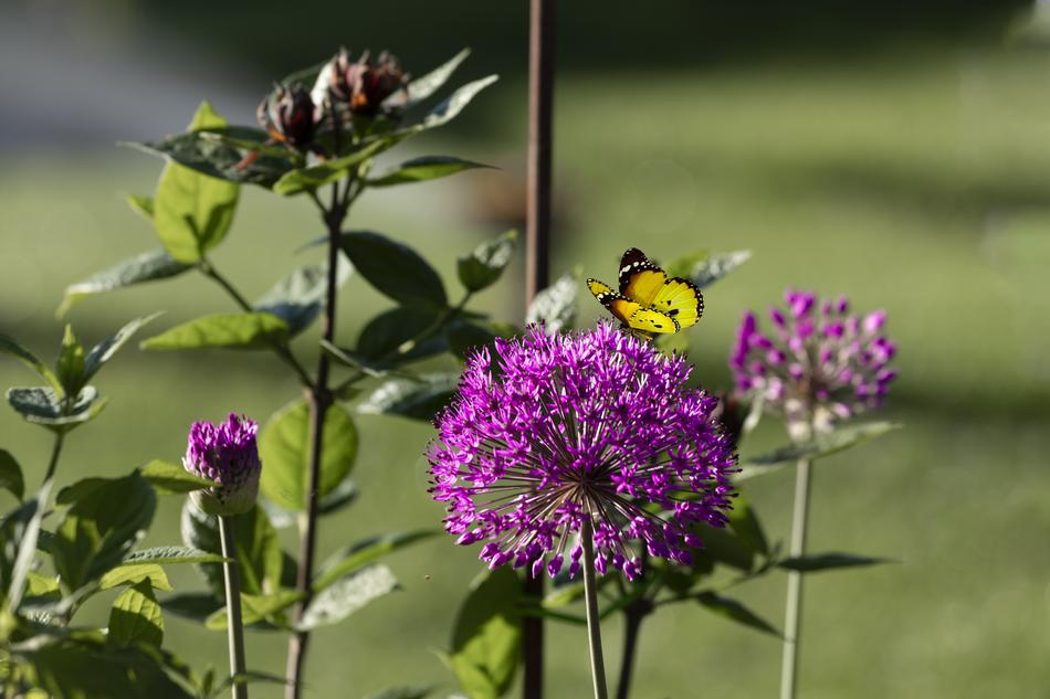 Flower Butterfly