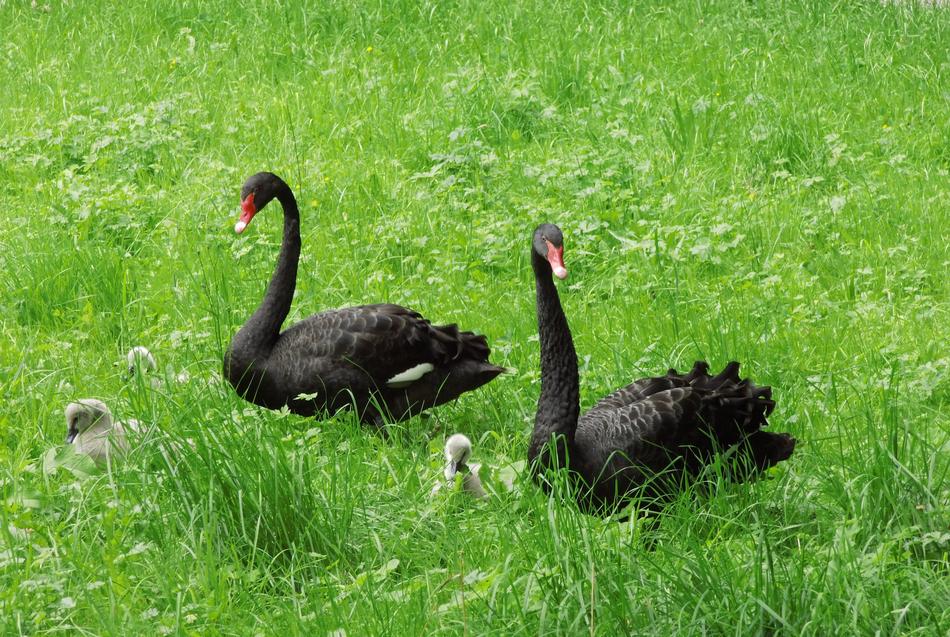 Grass Nature Bird