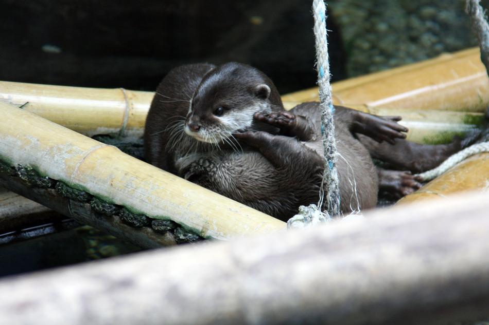 Nature Otter Water
