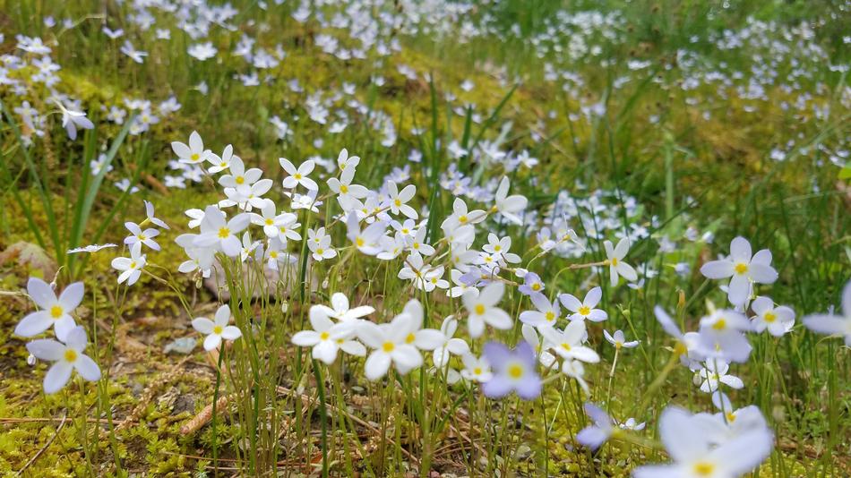 little flowers on a green hill