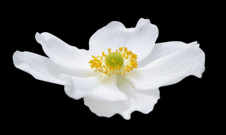 Nature Flower Flora