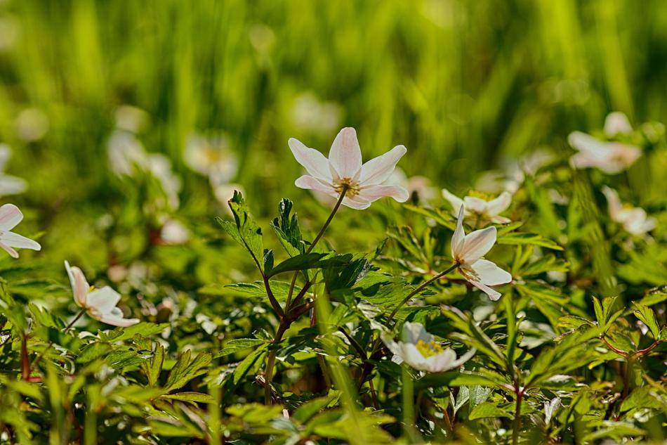 Anemones Flower White
