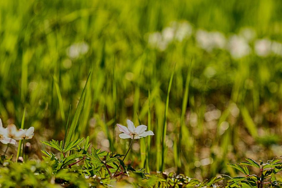 One flower hid in the grass