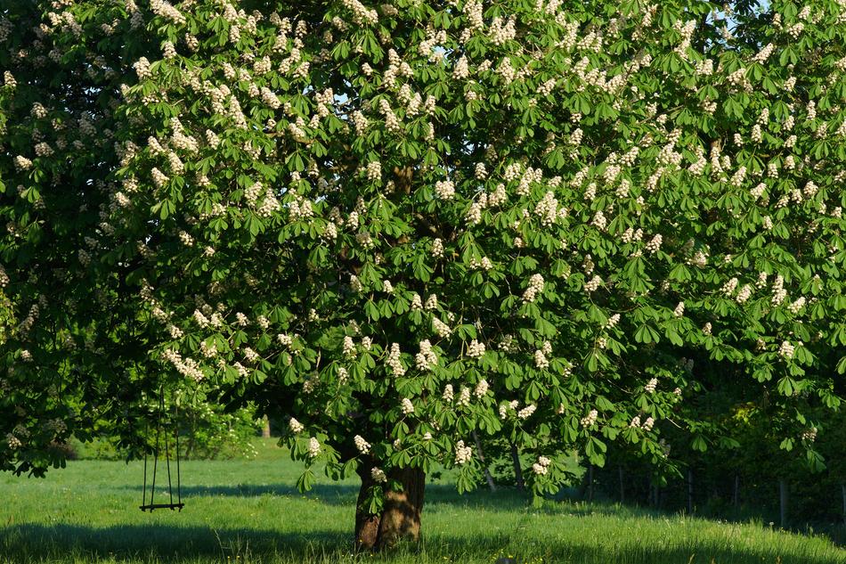 Chestnut Tree Swing Romantic