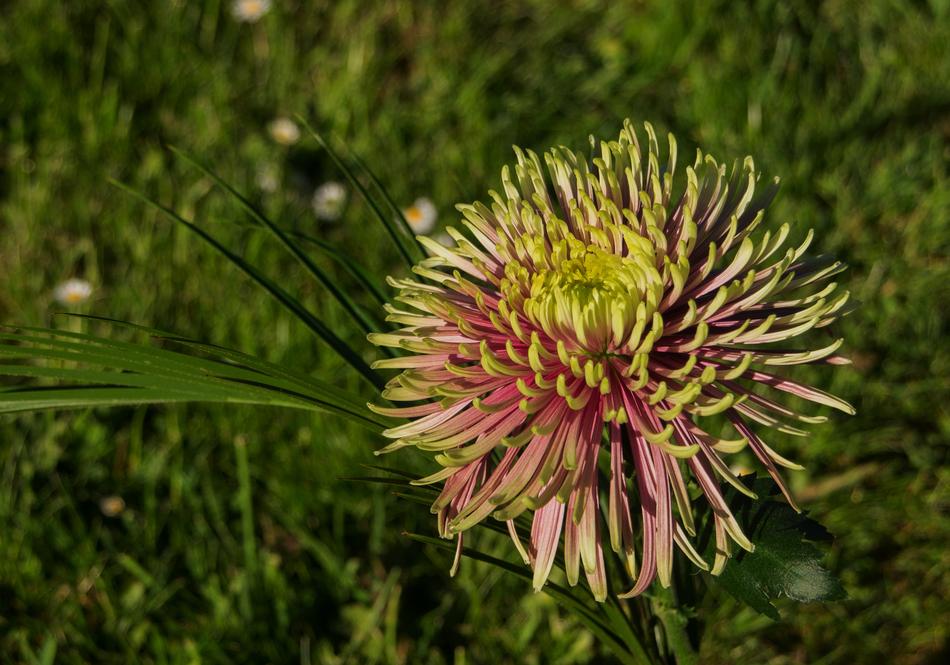 green flower on a stem landscape