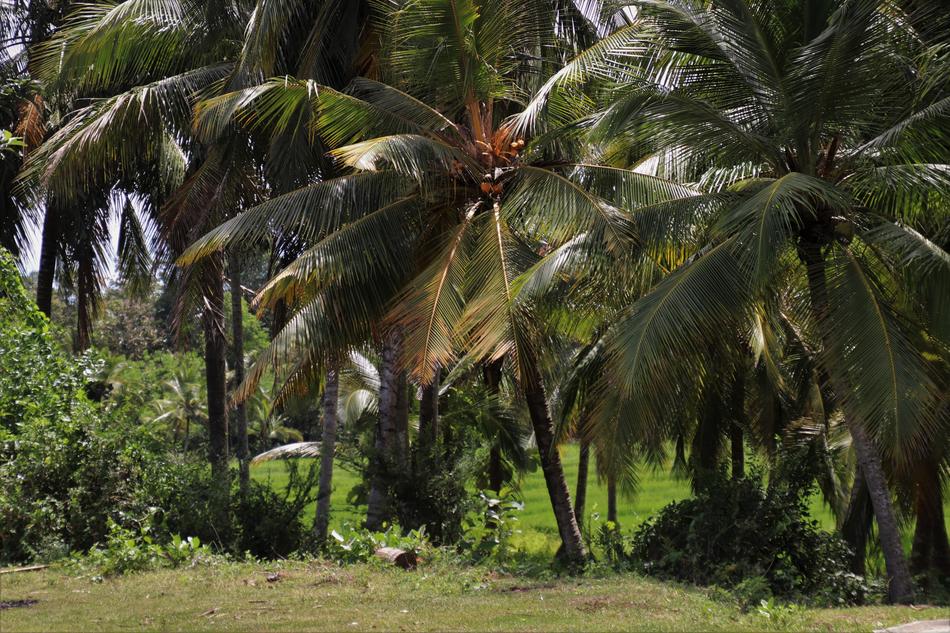 rainforest of palm trees