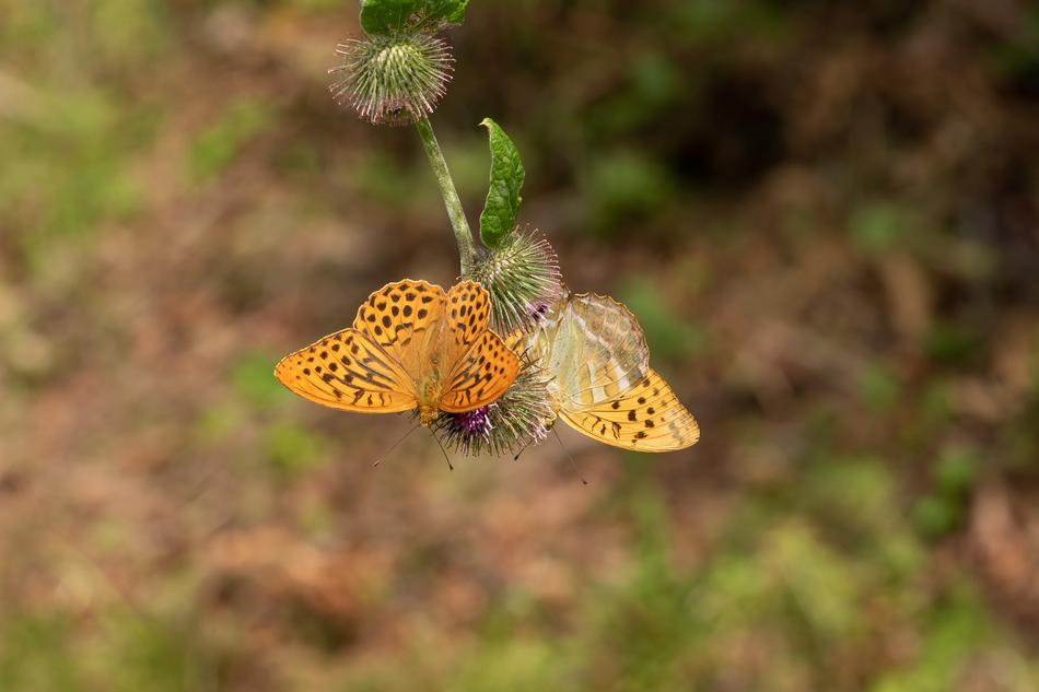 little butterflies on a green stem
