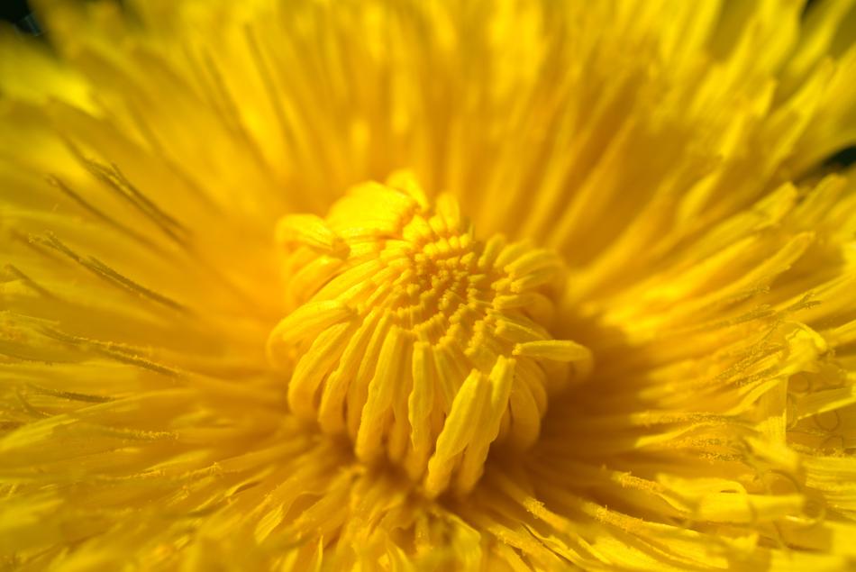 yellow flower bud large