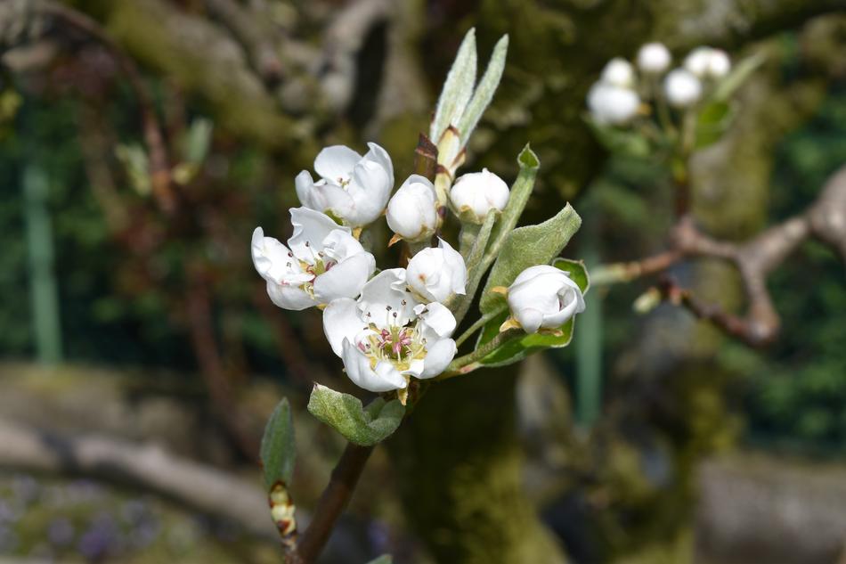 Flower White