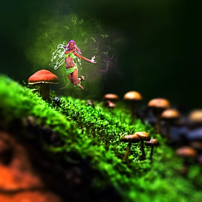 Fee Mushrooms Nature