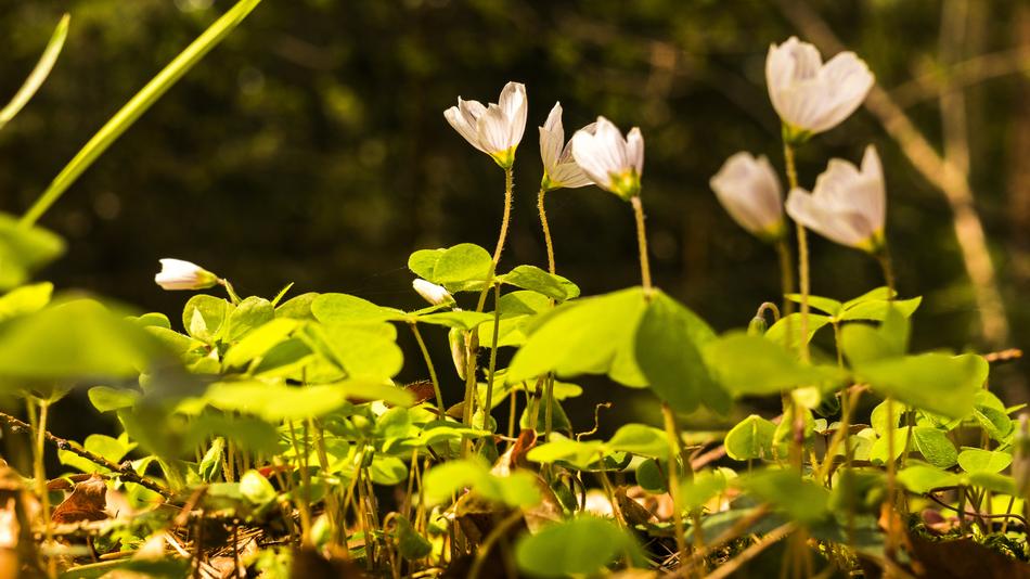 snowdrops green leaves