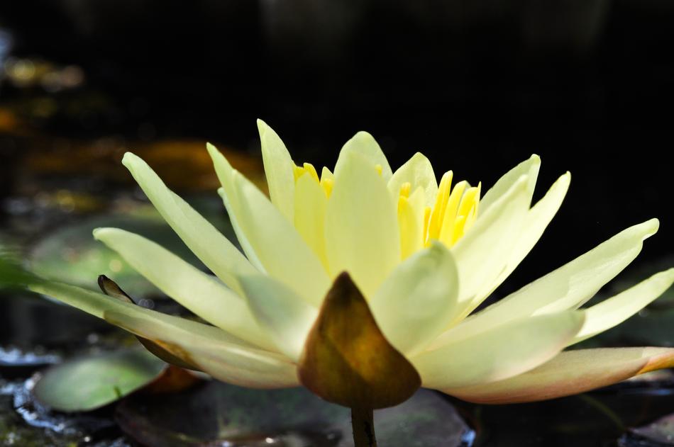 Flower Nature White