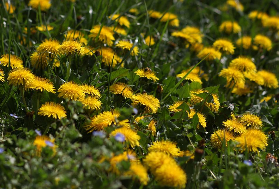 Dandelion Yellow Flower