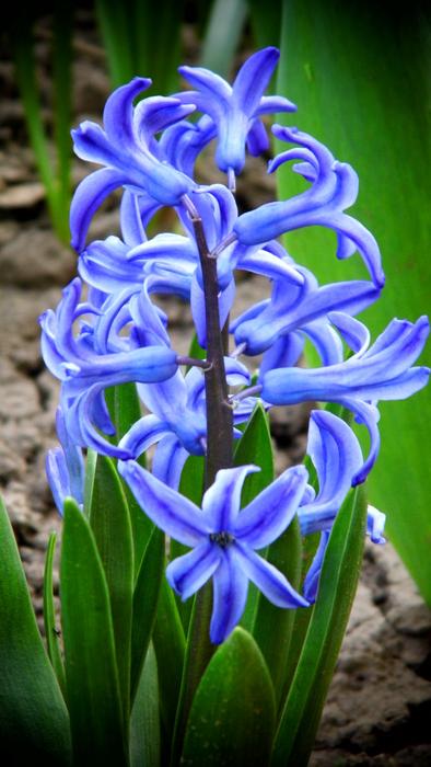 Flower Plant