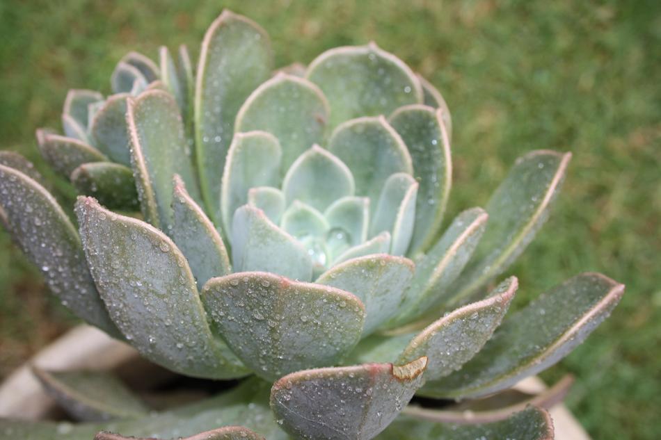 Succulent Plant Nature