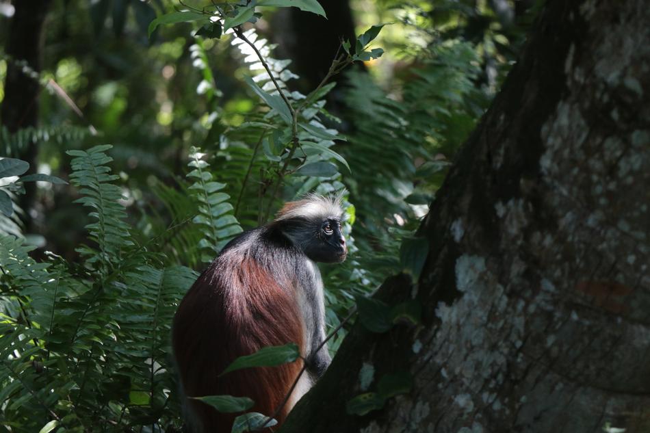 a monkey is sitting by a tree