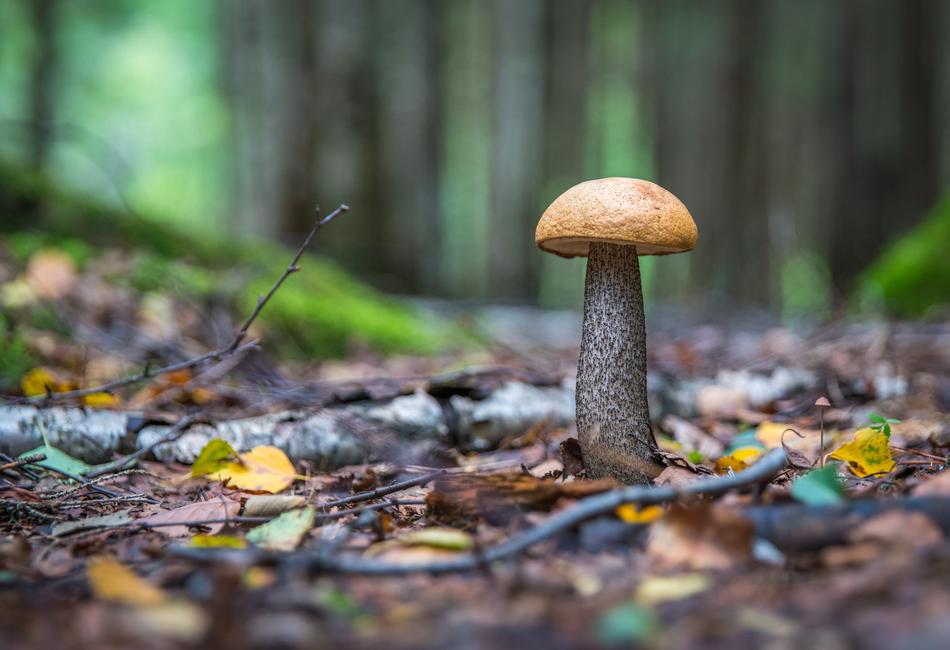 Mushroom Leaves Forest Orange-Cap