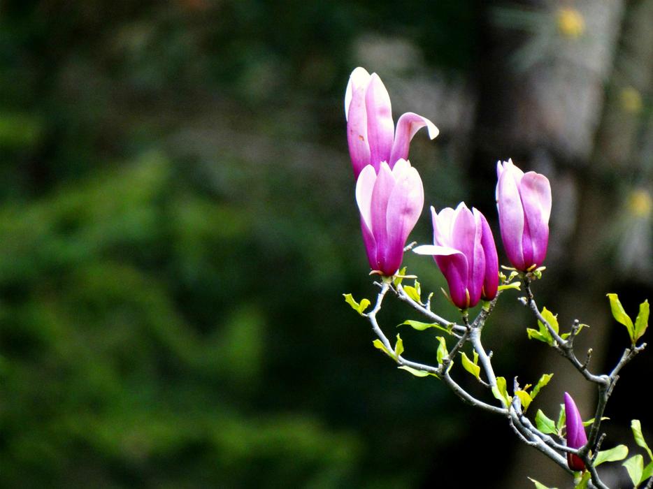 Flowers Nature Greens
