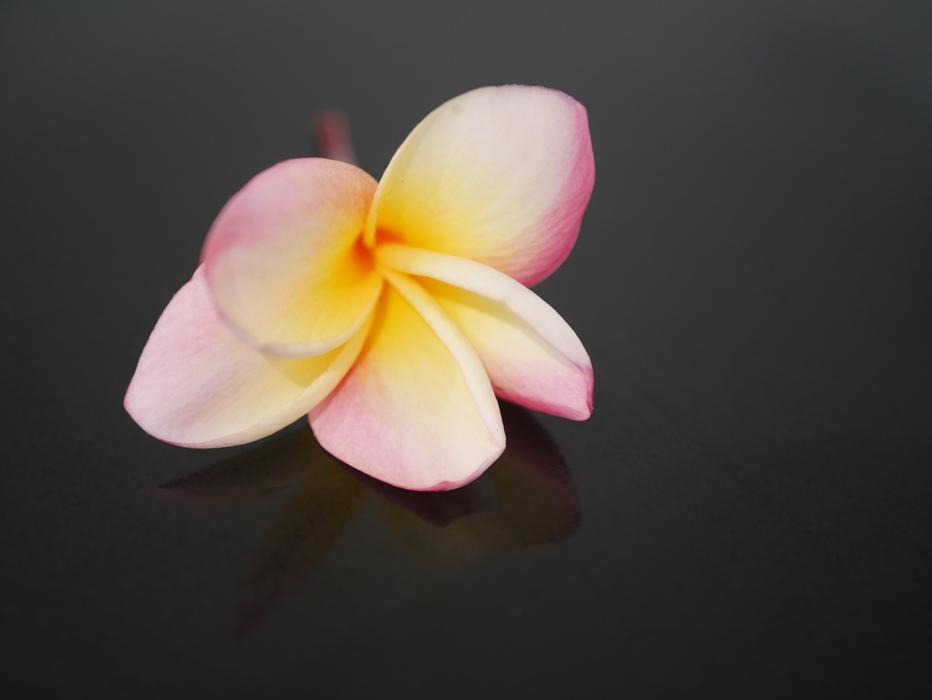 a little flower on a blacktop