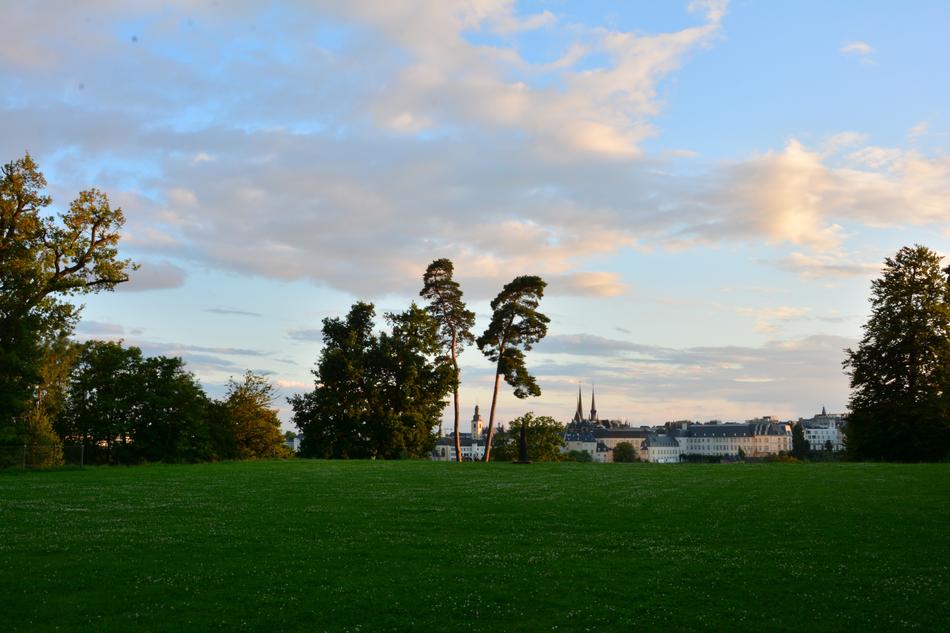 Lawn Tree Landscape