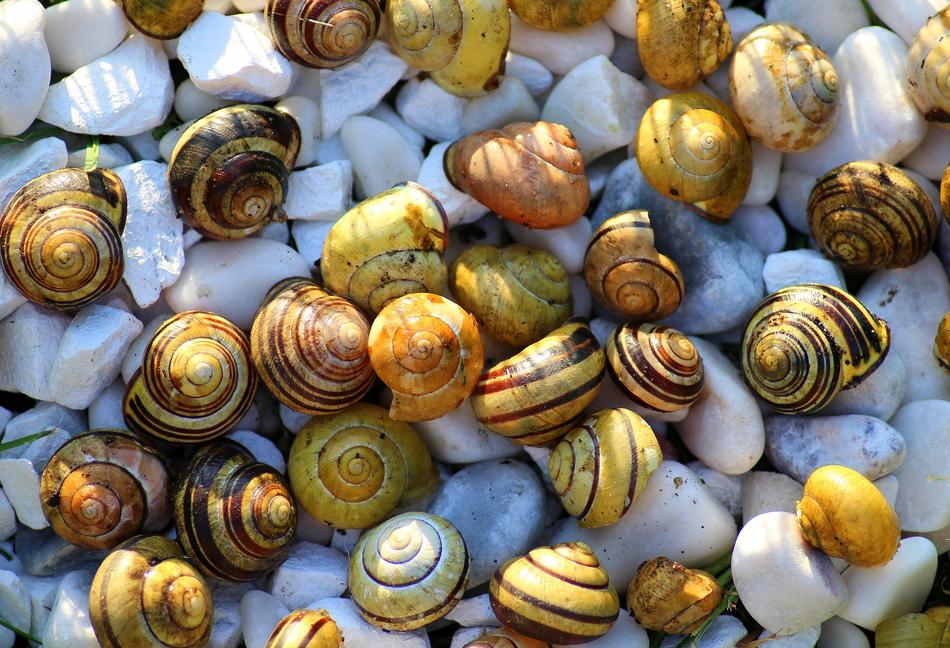 snail shells galore