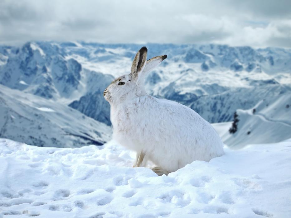 white big hare in the snow
