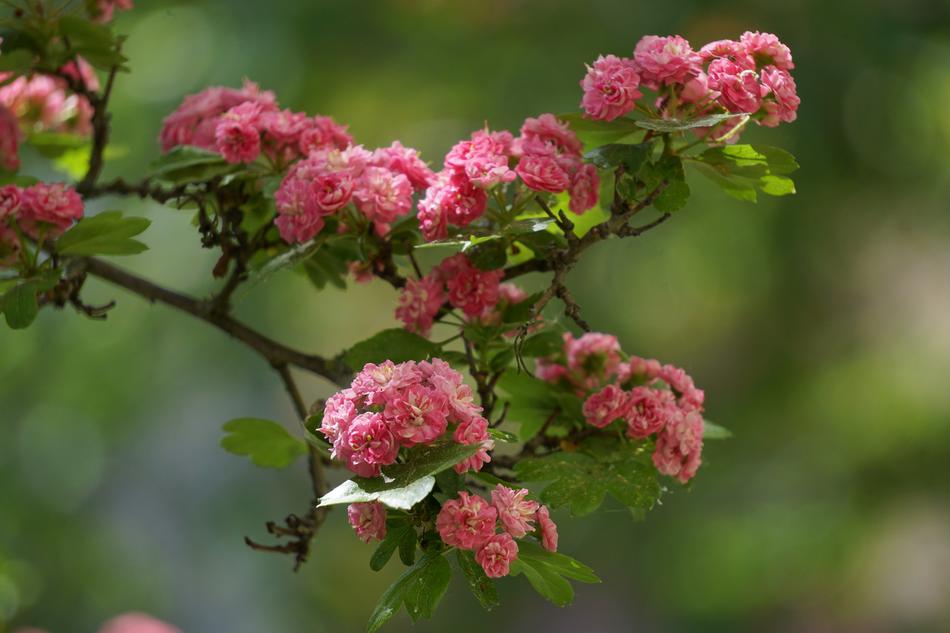 Red Thorn Tree Flowers Pink Flower