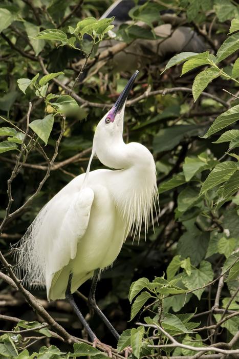 white bird on green leaves