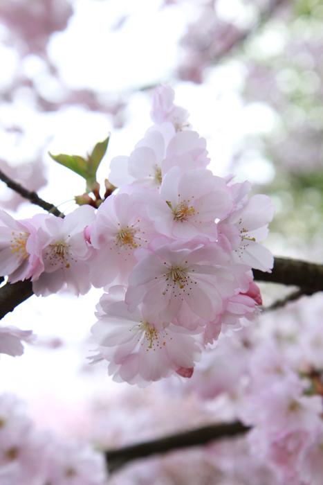 Cherry Wood Flower Branch