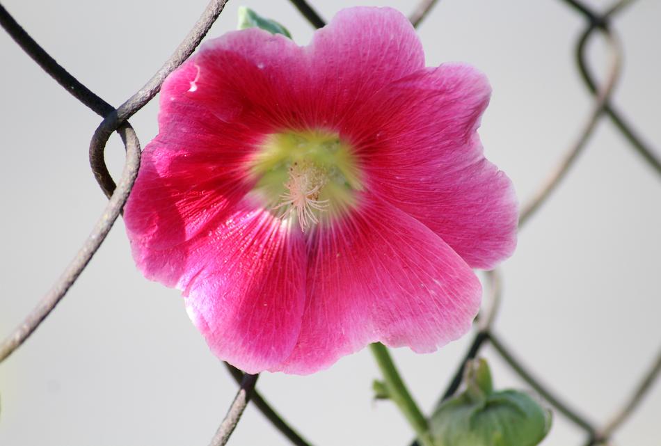Mallow The Hollyhock Flower Pink